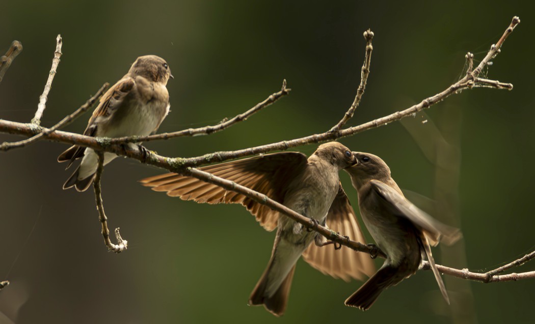 Swallow image not found